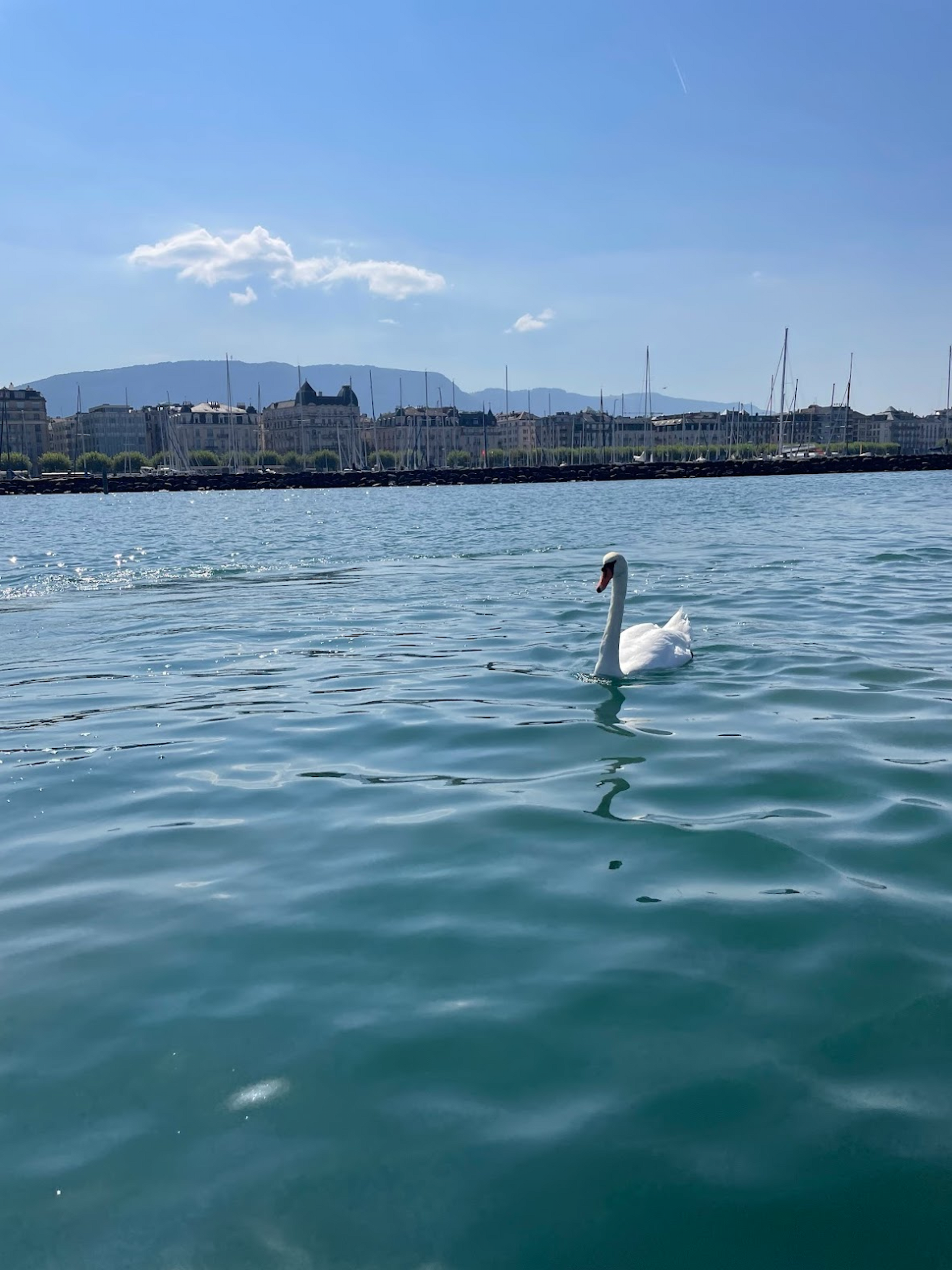 One of the swans we petted over Lake Geneva